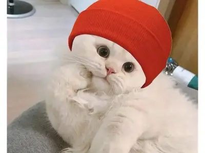 Những ngủ ngon meme vừa dễ thương vừa hài hước để cười thả ga