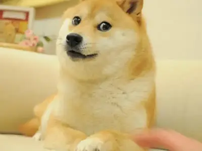 Khám phá các shiba meme siêu hài hước dành cho fans chó