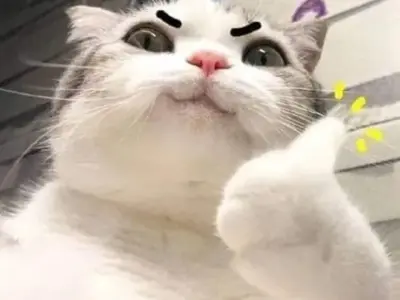 Những ảnh meme like cực dễ thương cho mọi cuộc trò chuyện