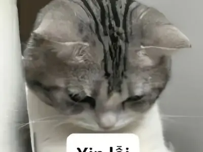 Bộ sưu tập meme xin lỗi dễ thương nhất cho mọi tình huống