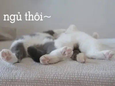 Meme đi ngủ cho những tình huống cười ngả nghiêng
