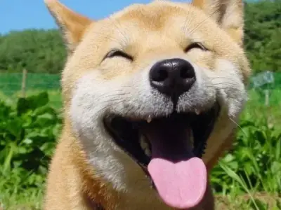 Khám phá những haha meme cực kỳ bá đạo và thú vị