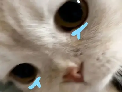 Chết cười với những meme mèo chế hài hước không thể bỏ qua