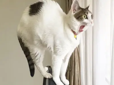 Điểm danh những meme sợ hãi gây ám ảnh nhưng cực vui