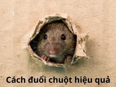 Cách đuổi chuột hiệu quả được nhiều người áp dụng nhất