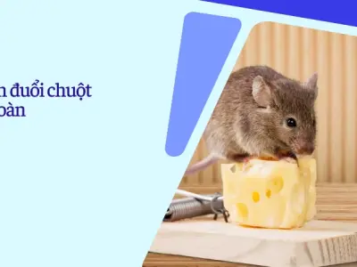 Trải nghiệm cách đuổi chuột vĩnh viễn khỏi nhà cực đơn giản