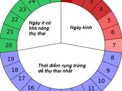 Cách Tính Ngày Rụng Trứng Chính Xác Để Thụ Thai Hiệu Quả Năm 2026