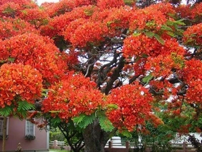 Mở bài gián tiếp tả cây phượng độc đáo