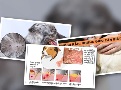 Nhận diện các triệu chứng chó bị ve rận nặng và giải pháp điều trị hiệu quả