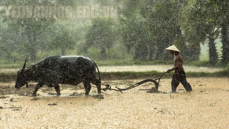 Hình ảnh con trâu – Biểu tượng của sức lao động và sự cần cù trong nông nghiệp