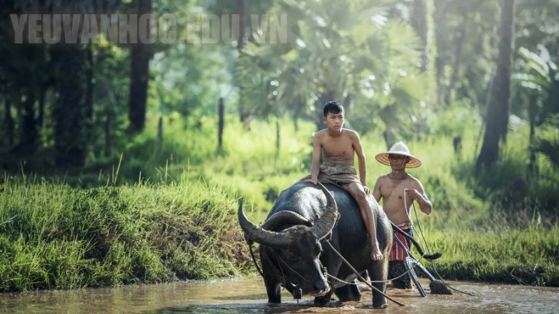 Thuyết minh về con trâu – Vai trò quan trọng của con trâu trong sản xuất nông nghiệp