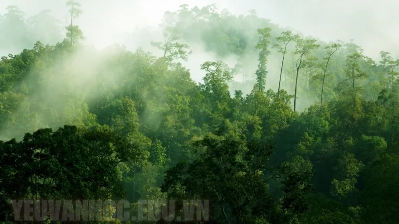 Thiên nhiên Việt Bắc, vẻ đẹp hùng vĩ, tình người sâu nặng trong bài thơ Việt Bắc