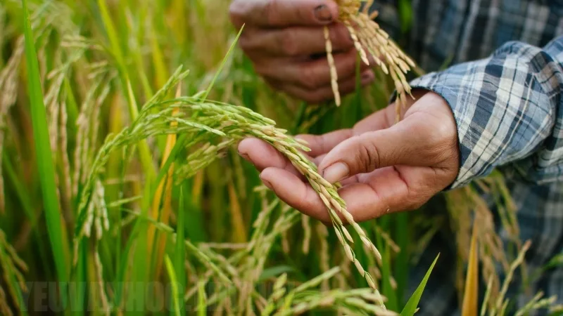 Cây lúa nước, biểu tượng văn hóa và cuộc sống Việt Nam, thuyết minh đầy đủ và sinh động