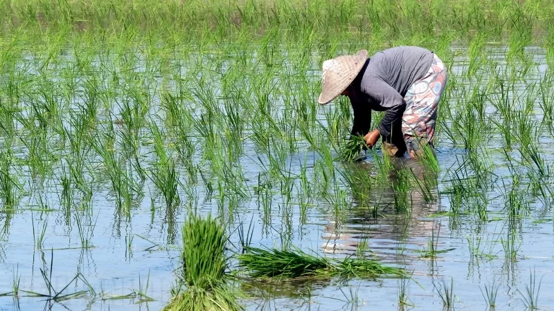 Thuyết minh về cây lúa, biểu tượng của làng quê Việt Nam, nguồn sống của người dân