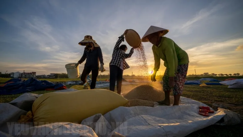 Thuyết minh về cây lúa, tầm quan trọng của lúa gạo trong nền ẩm thực Việt