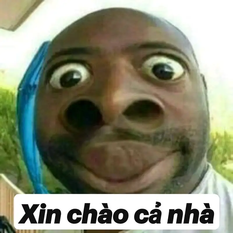 Ảnh mèo meme bựa mang lại những khoảnh khắc vui vẻ