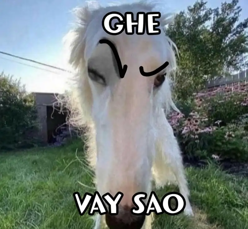 Buồn cười meme mèo bựa cho những ai yêu thích sự hài hước