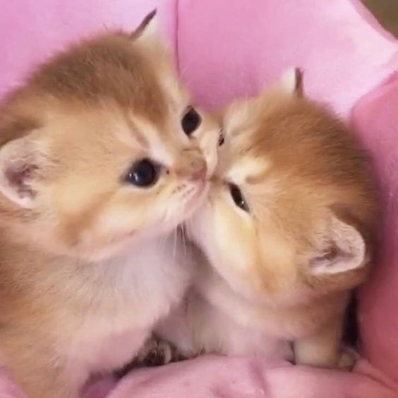 Meme cat kiss dễ thương, những khoảnh khắc tình yêu ngọt ngào