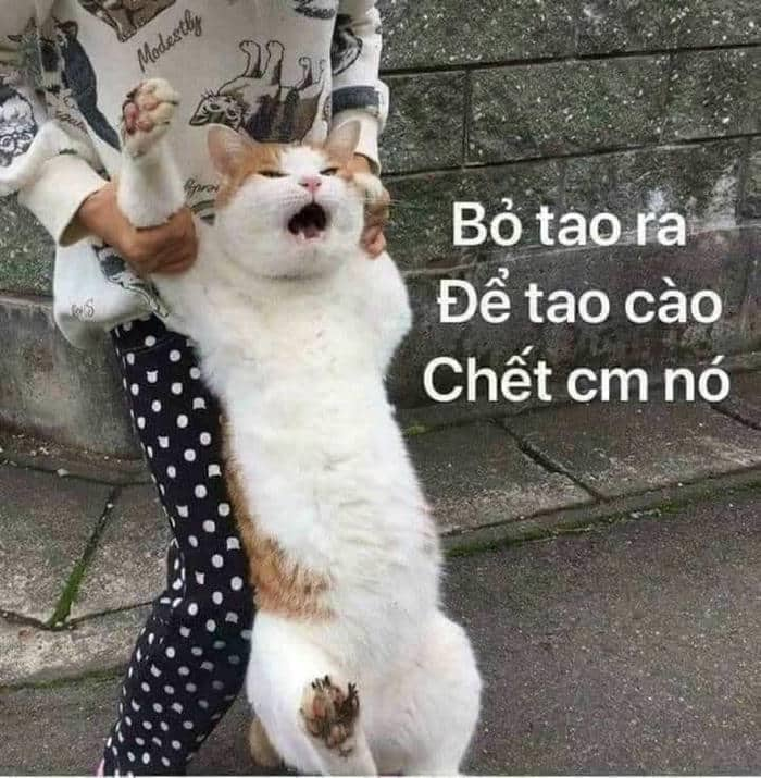 Ảnh meme chửi bậy luôn tạo ra không khí vui tươi