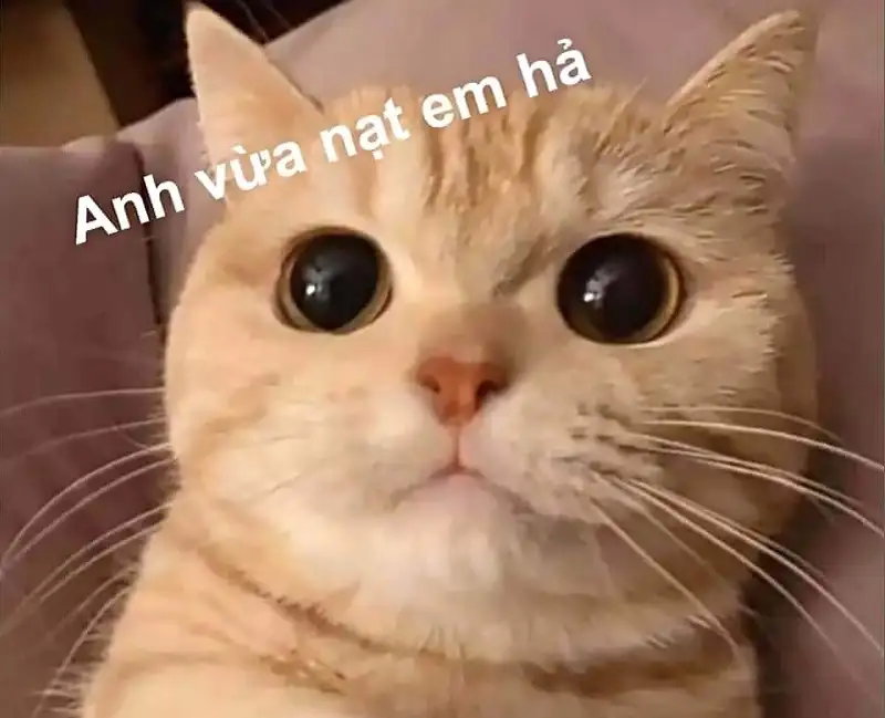 Meme cute giúp bạn thư giãn và cười thoải mái