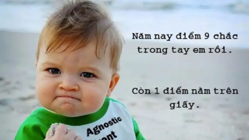 Chó cute meme mang lại tiếng cười cho mọi người