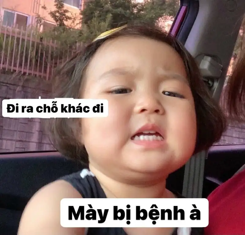 Ảnh chó cute meme giúp bạn thư giãn và cười thoải mái