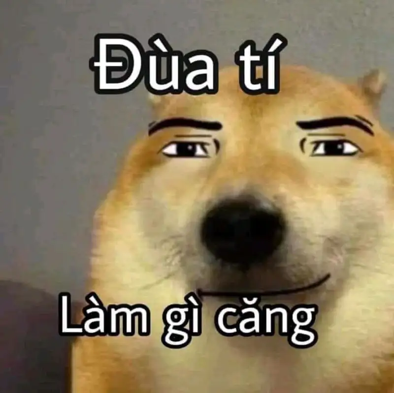 Hình mèo meme bựa dễ thương khiến bạn muốn chia sẻ ngay