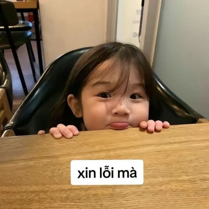 Bựa cute meme mèo xin lỗi khiến đối phương vừa cười vừa dễ dàng tha thứ