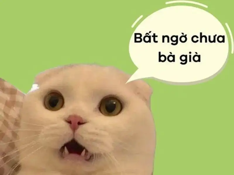 Hình meme bất ngờ dễ thương giúp bạn thư giãn