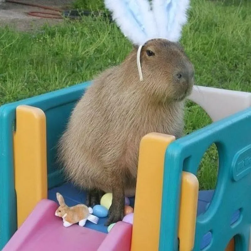 Hình nền capybara meme là lựa chọn thú vị cho điện thoại