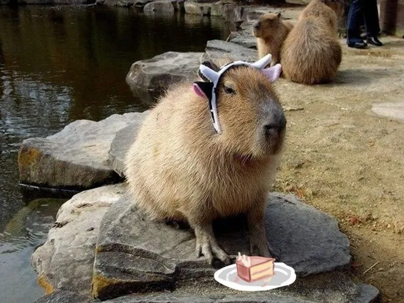 Capybara meme images luôn tạo ra không khí vui tươi