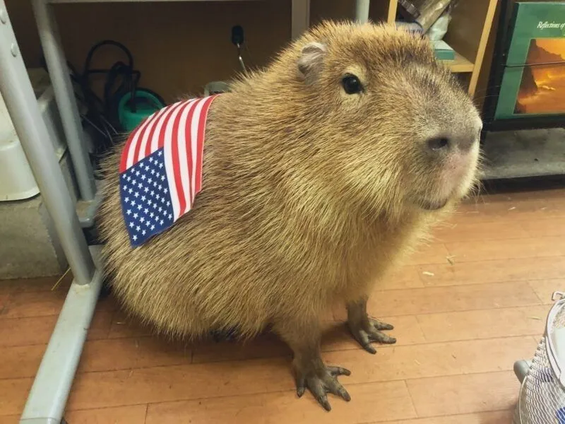 Meme capybara hồng mang đến sự dễ thương cho người xem