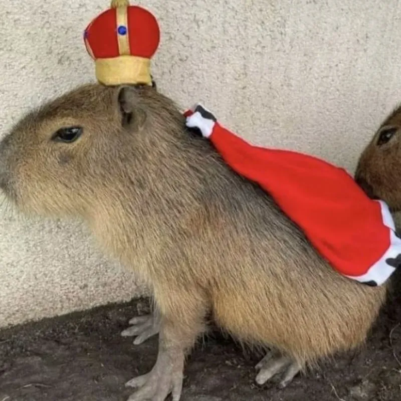 Meme capybara màu hồng luôn khiến người xem thích thú