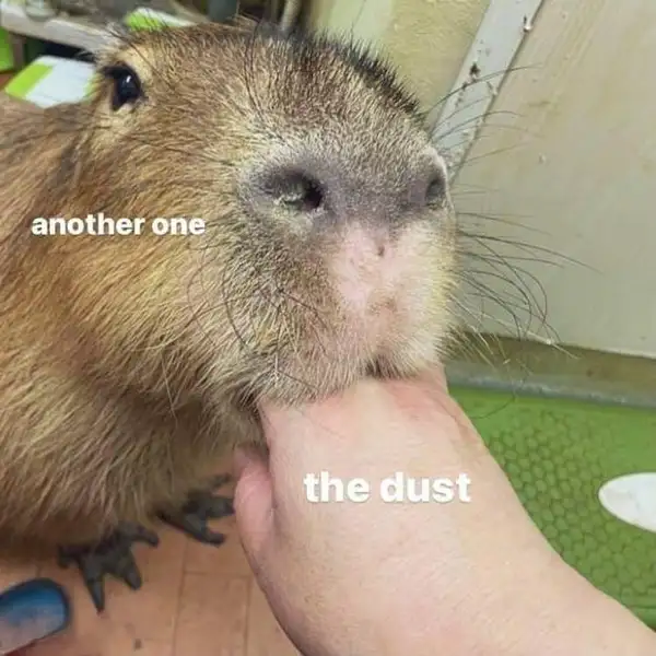 Capybara egg meme là hình ảnh dễ thương cho ngày đặc biệt