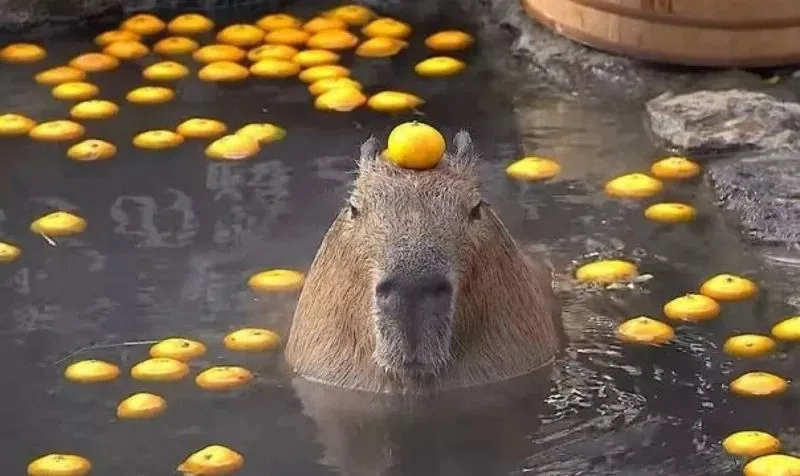 Hình meme capybara luôn tạo ra những khoảnh khắc đáng nhớ