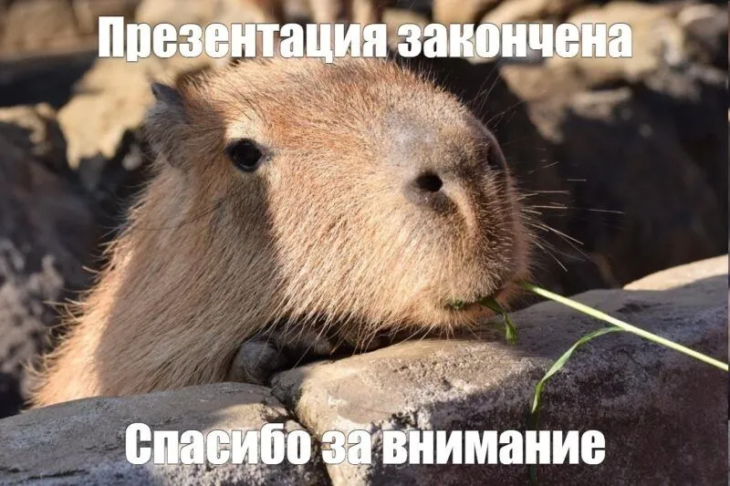 Meme capybara mang đến những tiếng cười sảng khoái