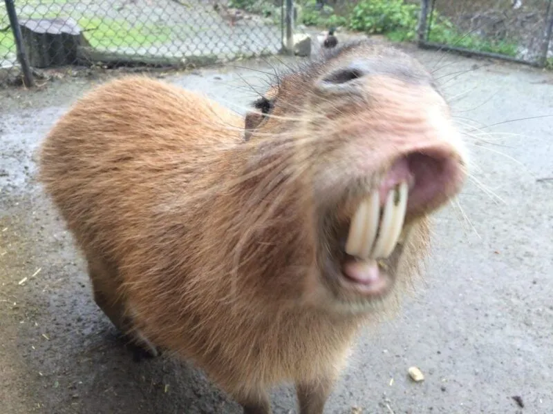 Ảnh capybara meme luôn thu hút sự chú ý của người hâm mộ