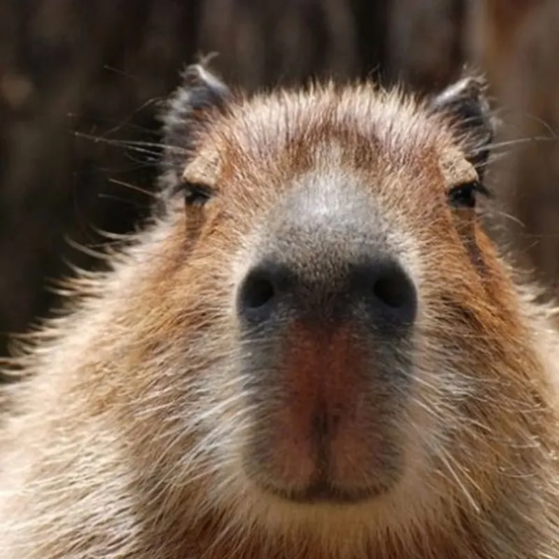 Con capybara meme là hình ảnh đáng yêu trong những khoảnh khắc hài hước