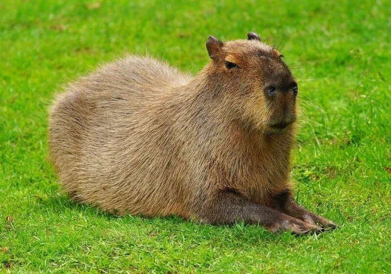 Ảnh meme capybara luôn tạo ra không khí vui tươi