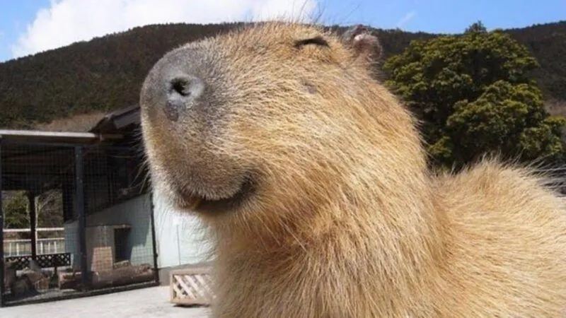 Capybara chuột lang nước meme mang đến sự hài hước độc đáo