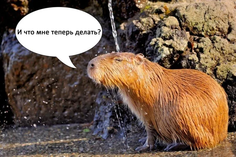 Meme capybara hét luôn khiến người xem cảm thấy vui vẻ