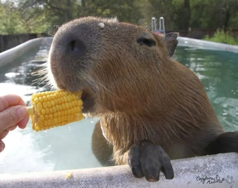 Capybara hồng meme là hình ảnh dễ thương cho ngày vui