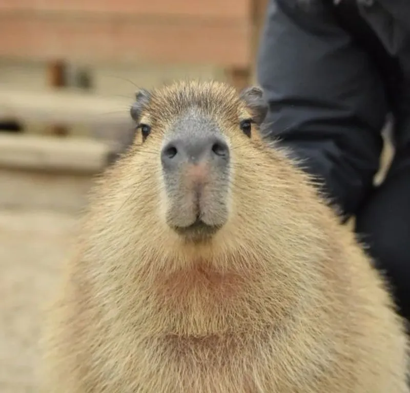 Capybara meme song mang đến những tiếng cười sảng khoái