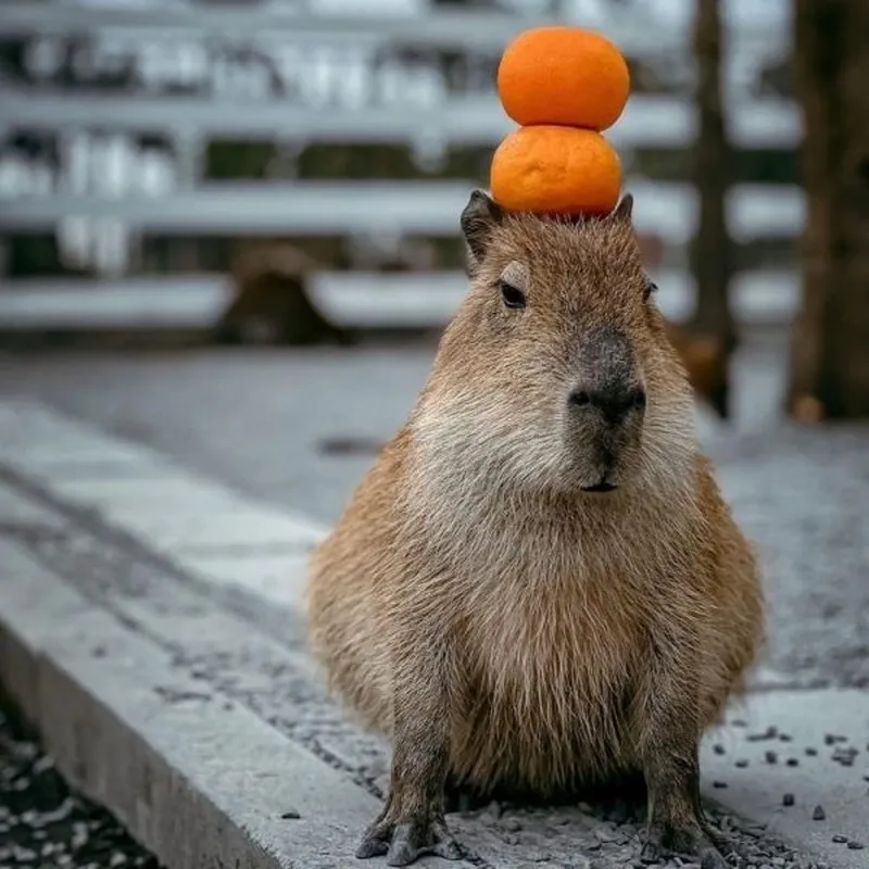 Capybara happy birthday meme mang đến sự vui vẻ cho ngày sinh nhật