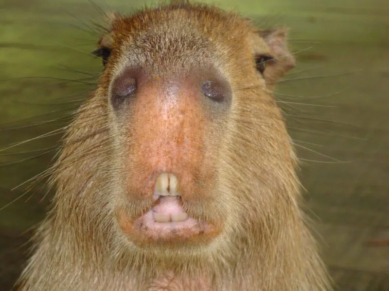 Capybara human meme thể hiện sự hài hước độc đáo