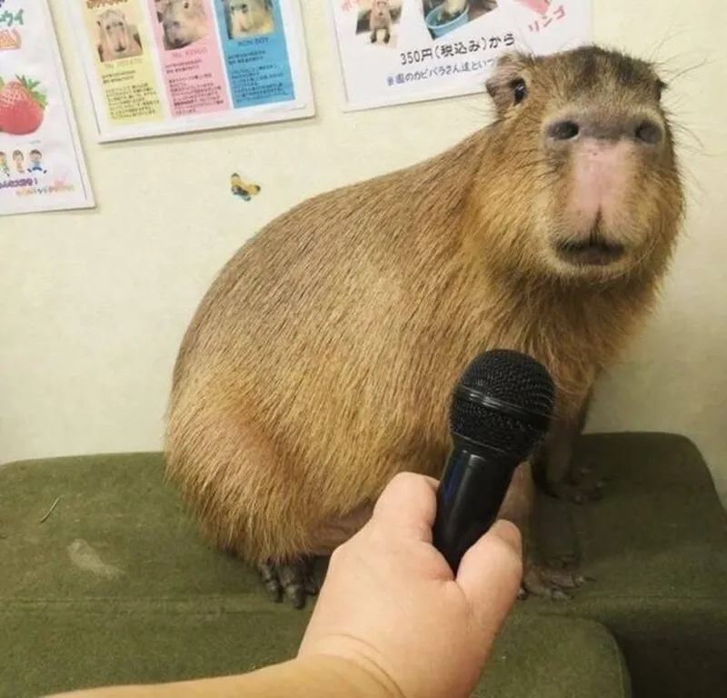 Capybara I love you meme là cách thể hiện tình cảm dễ thương