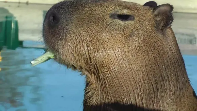 Capybara king meme mang đến những tiếng cười sảng khoái