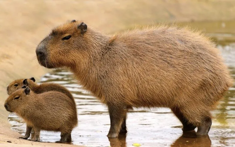 Capybara know your meme là cách thú vị để giải trí