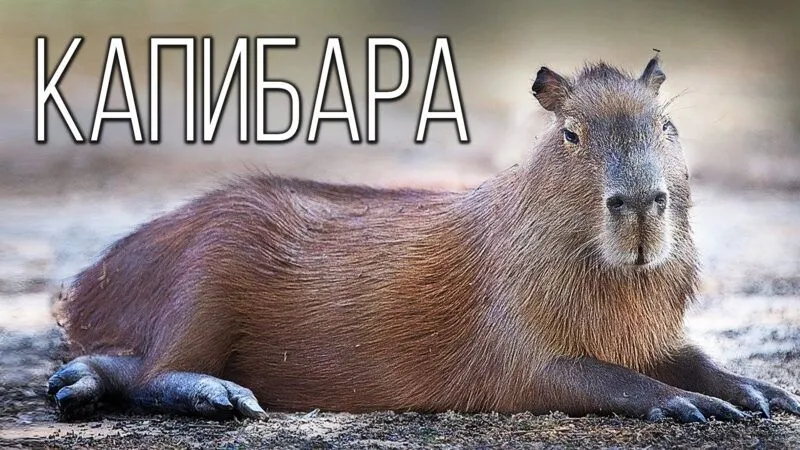 Capybara valentine meme mang đến sự dễ thương cho ngày lễ tình nhân