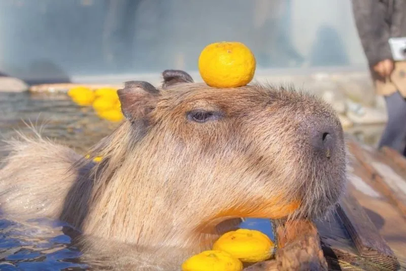 Capybara meme after party luôn tạo ra không khí vui tươi